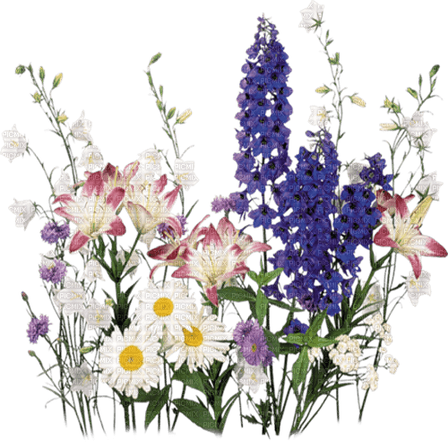 flores dubravka4 - png grátis