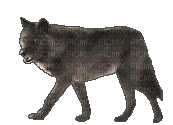Walking wolf - Darmowy animowany GIF