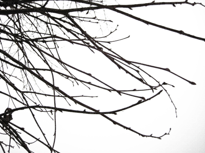 branches - 免费PNG