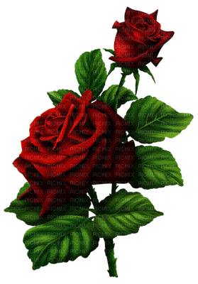 rose rouge.Cheyenne63 - nemokama png