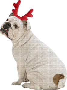Kaz_Creations Dogs Dog Pup 🐶 Christmas - besplatni png