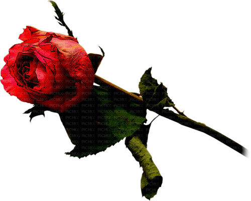 Красная роза - nemokama png