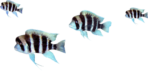 Fish.Blue.Black - PNG gratuit