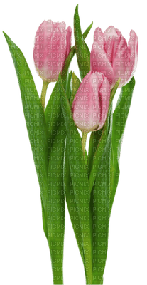 Kaz_Creations Flowers Flower - бесплатно png