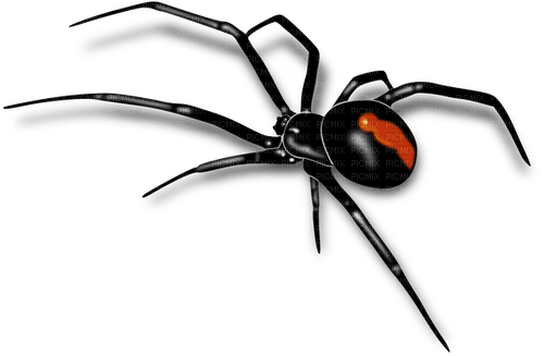 Spider - Bogusia - PNG gratuit
