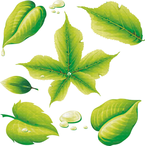 green leaves Bb2 - nemokama png