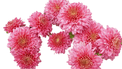 Chrysanthemen - gratis png