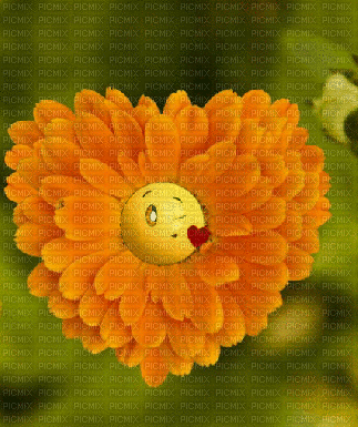 Beso margarita - GIF animasi gratis