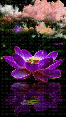 Lotus, relax, mer, nature, paysage, coucher de soleil, GIF, animation,Orabel - Darmowy animowany GIF