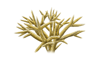 reef coral bp - darmowe png