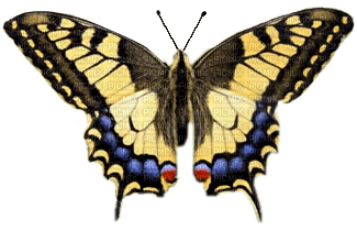 Papillon - zdarma png
