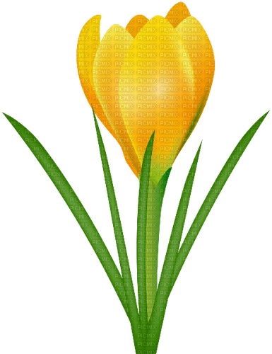 yellow flower  Bb2 - 免费PNG