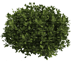 arbusto - besplatni png