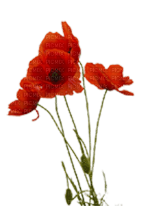 poppy flowers bp - Free PNG