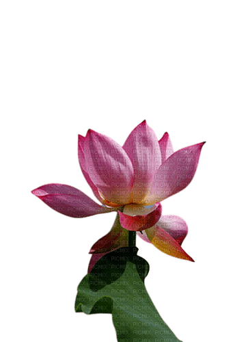 Lotus - besplatni png