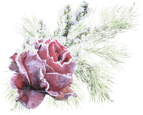 Winter roses - 無料png