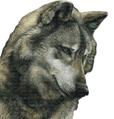 az loup wolf animaux animal - zadarmo png