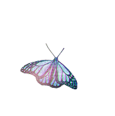 ✶ Butterfly {by Merishy} ✶ - gratis png