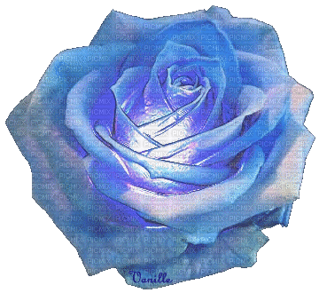 rose bleue - GIF animé gratuit