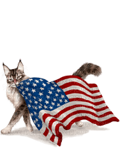 Patriotic Cat - Free PNG