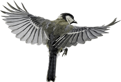 lintu, bird - PNG gratuit