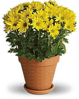 Kaz_Creations  Flowers Vase Plant - besplatni png