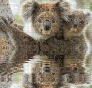 Australia animals koala bp - GIF animasi gratis