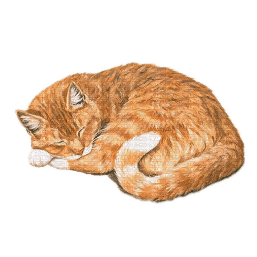 Katze, rot, cat, red - zdarma png