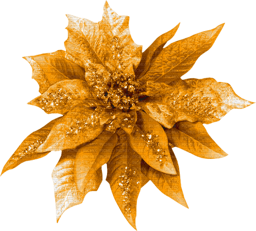 Christmas.Flower.Gold - kostenlos png