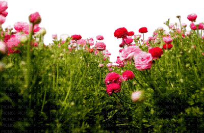 Kaz_Creations Grass Flowers - nemokama png