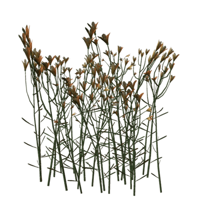 Kathleen Reynolds Grass Flowers - ilmainen png