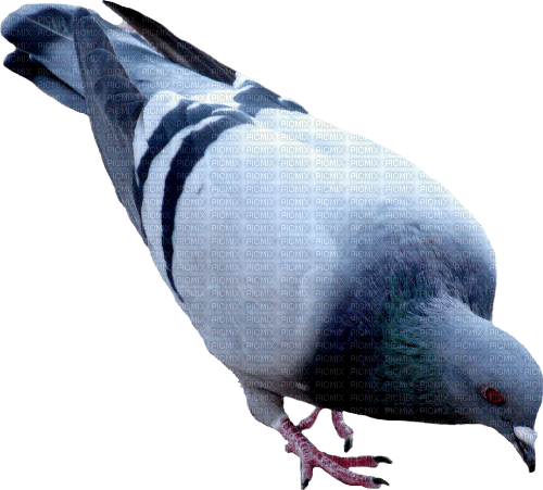 pigeon - PNG gratuit