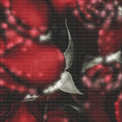 Roses Animated Background - Gratis animerad GIF
