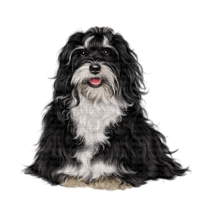 Kaz_Creations Dogs Dog Pup 🐶 - gratis png
