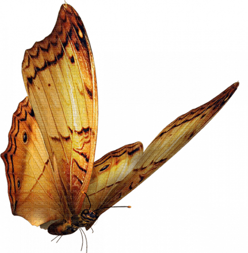 papillon marron.Cheyenne63 - δωρεάν png