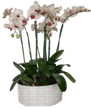 Blumentopf - png grátis