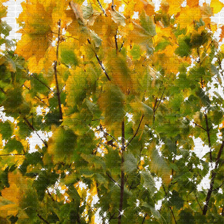 kikkapink autumn background animated leaves - Free animated GIF
