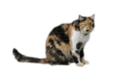Tube Animaux Chat - darmowe png