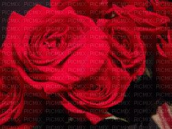 RED ROSES - Безплатен анимиран GIF
