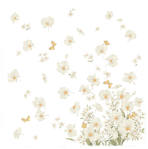 Daisies, Flowers - ücretsiz png