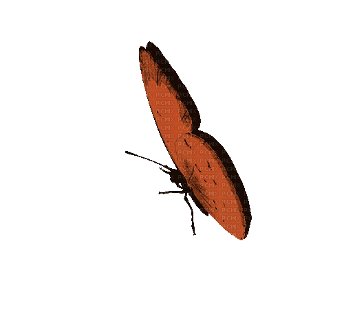 Butterfly - Ücretsiz animasyonlu GIF