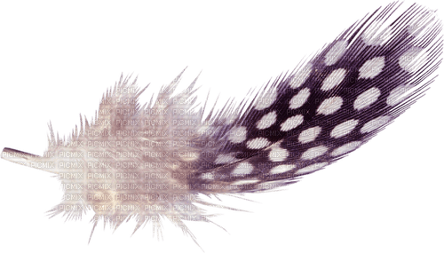 Kaz_Creations Purple-Deco-Feather - Free PNG