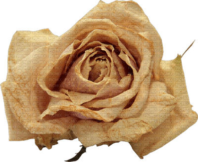 rose anastasia - бесплатно png