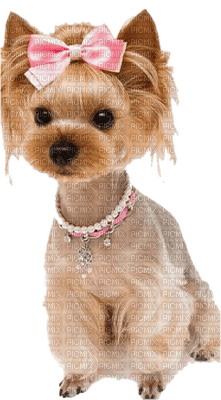 Chiens .S - 無料png