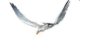 seagull gif mouette - PicMix