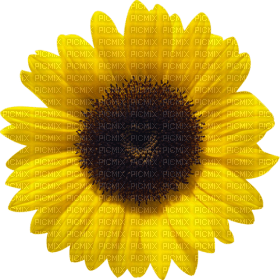 Kaz_Creations Deco Flowers Sunflower Flower - безплатен png
