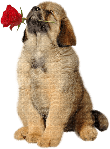 dolceluna dog rose red - PNG gratuit
