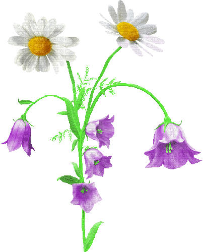 Animated.Flowers.Purple.White - By KittyKatLuv65 - GIF animé gratuit