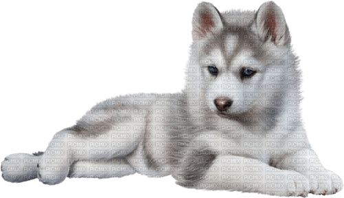 baby wolf - Free PNG