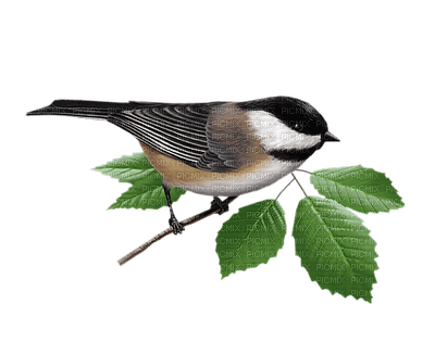 birds katrin - 免费PNG